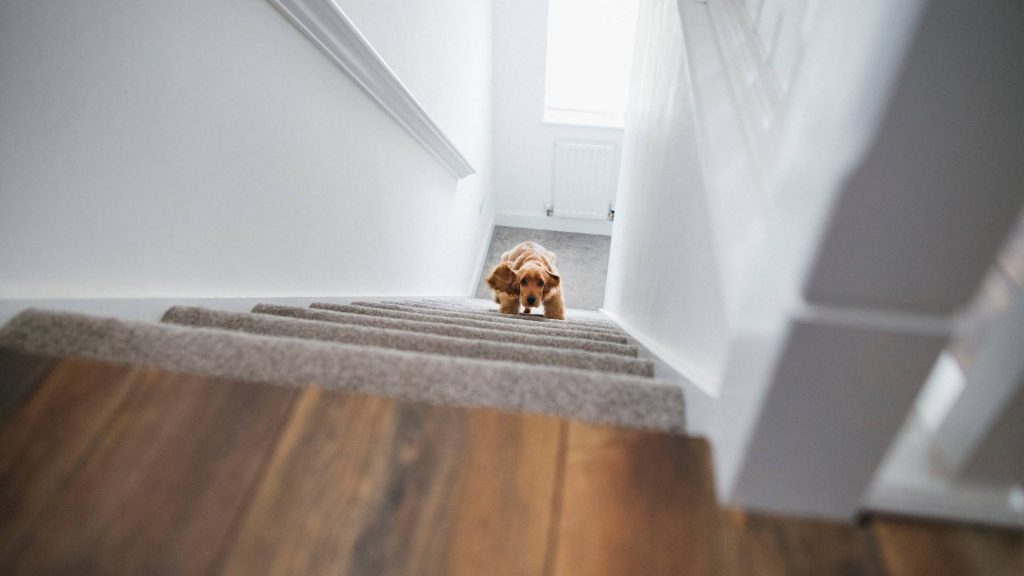 Treppenlift für Hunde: Gibt es sowas?